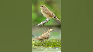 Garden Warbler Call صوت دخلة الحدائق 