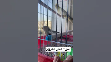 صوت انثى الكروان تغريد صوت العاصفير صوت طيور الحب صوت البلبل 