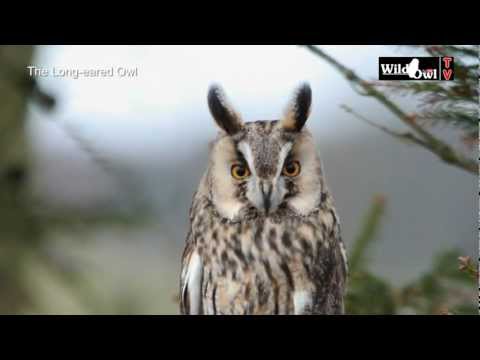 An Introduction to the Long-eared Owl (Asio otus) by Wild Owl