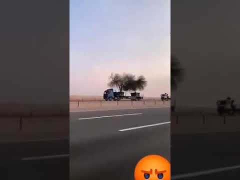 الإمارات تسرق الاشجار من سقطرى اصحو يا شعب اليمن هؤلاء اجو يسرق حتى الاشجار ما خلو لهم حالهن