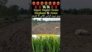 Napier Grass Cultivation napier Lagane ka tarika #napiergrass  #elephantgrass #napiergrow #napier