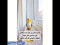 همینه که هست Funy