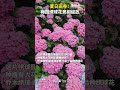 【大陸】夏日畫卷！貴州梅園繡球花競相綻放