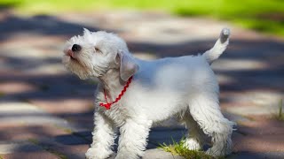 Are there Miniature Schnauzer-specific health insurance considerations?