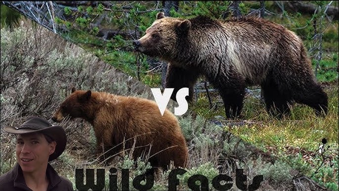 Grizzly Bear vs Black Bear: Wild Facts Contest Ep. 3 - YouTube