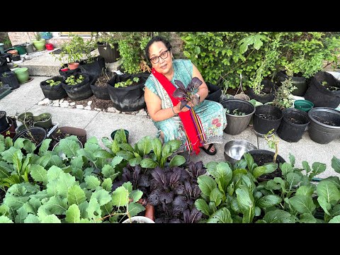 Late Spring kitchen Garden update 🙏🙏