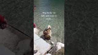 Dog husky on lake and want to swim..#alldogs #dog #puppy #cane #husky #huskydog ❤