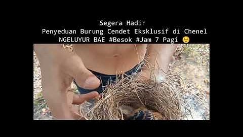 BURUNG CENDET ANAKAN [Penyeduhan Anakan Cendet di Alam ] Vidio Shorts