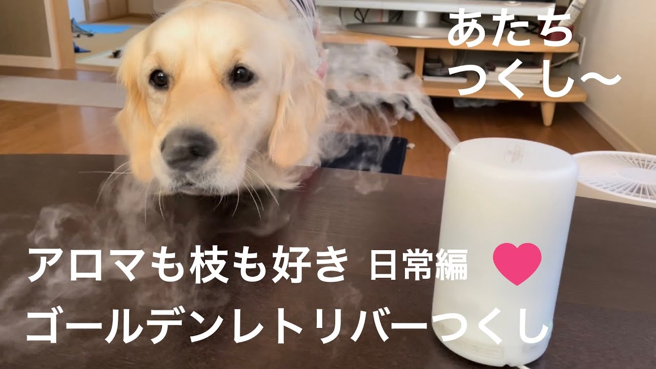 散歩だ い好き 信号待てもできるゴールデンレトリバー パパさん帰ると何かを持ってくる 笑顔が可愛いゴールデンレトリバーつくし Youtube