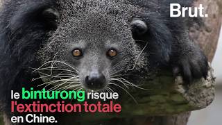 Surnommé Lours Chat, Voici Le Binturong