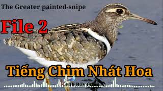 Download Lagu Tiếng Chim Nhát Hoa Chuẩn Cho Anh Em Đánh Đêm - File 2 - The Greater Painted Sniper | Kênh Bẫy Chim MP3