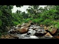Peaceful Forest Stream Sounds with Soft Flowing Water for Sleep, Meditation, Focus, and Inner Calm