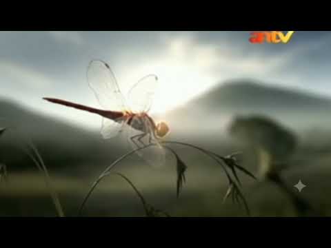 Gudang Garam Nusantara - Dragonfly