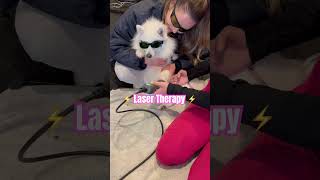 Japanese spitz gets laser therapy to help her wrist heal after a fall  #caninephysio #caninerehab