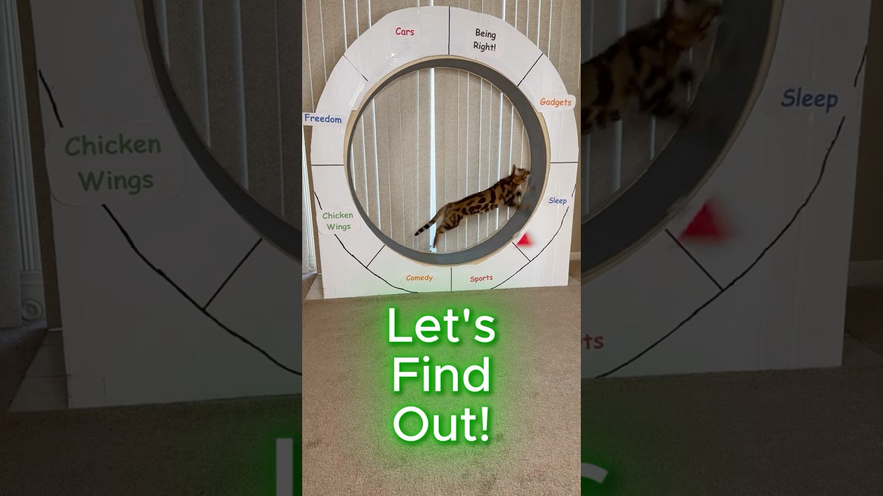 My Cat Picks What Men Love Most 😂