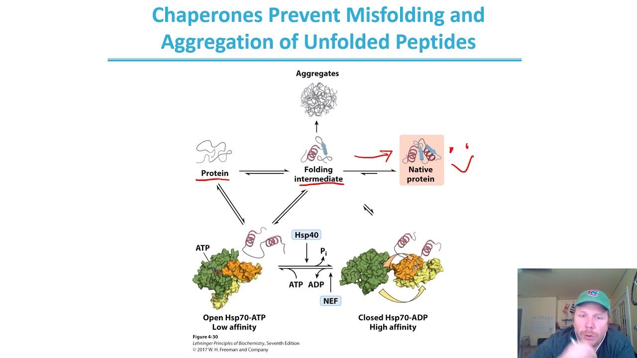 Chapter 4 pt9 Protein Folding YouTube