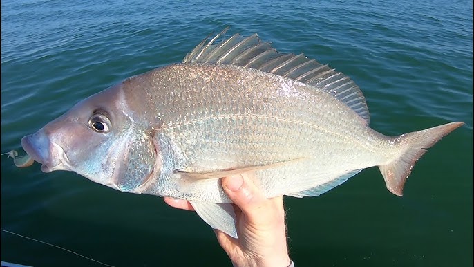 How to catch Porgy (Scup) with artificial bait 