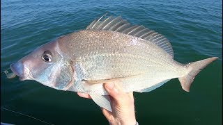 Jig Fishing for Jumbo Porgies (Scup)