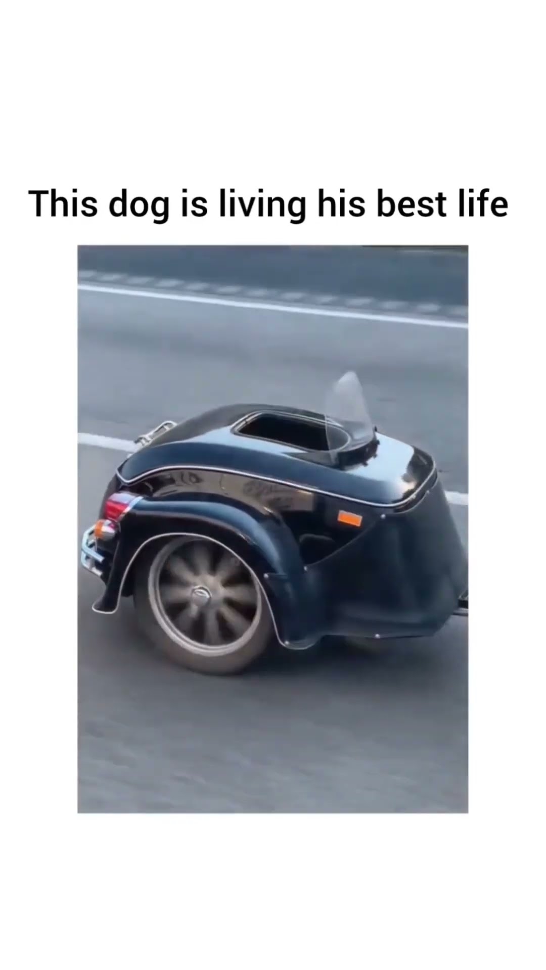 This Dog Is Living His Best Life YouTube This Dog Is Living His Best Life YouTube