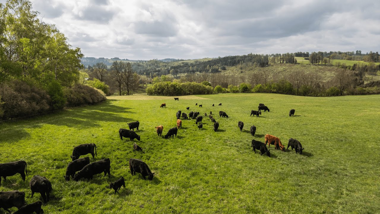 Regenerativní pastva skotu