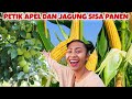 PERTAMA KALI PANEN JAGUNG GRATIS  DAN APEL HIJAU