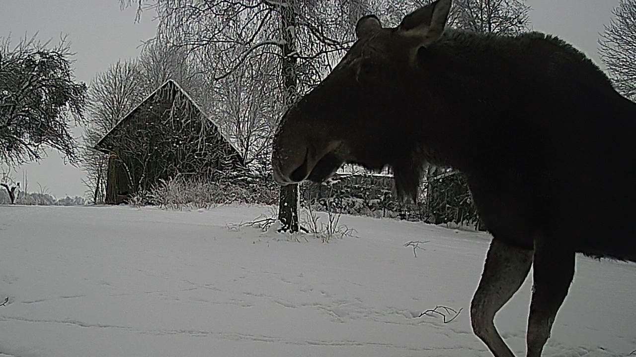 Dzicy sąsiedzi z lasu odc. 2