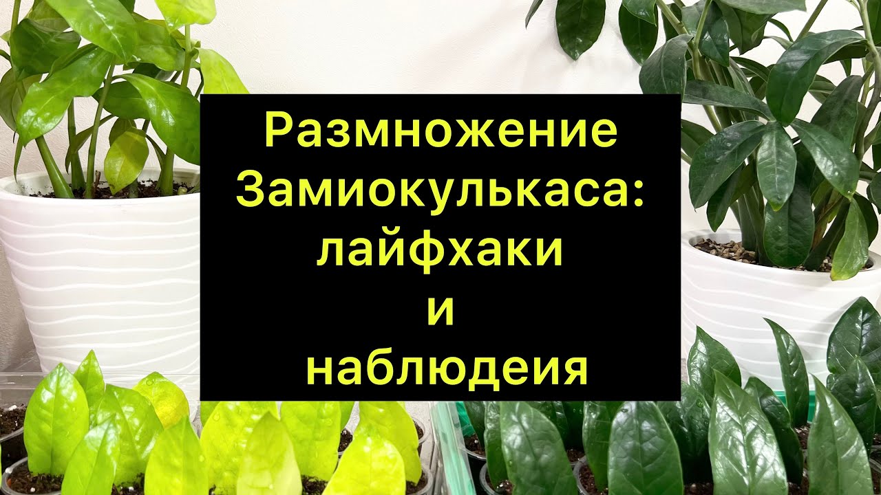 Размножение замиокулькаса: лайфхаки и наблюдения 🪴/ #Замиокулькас - YouTube