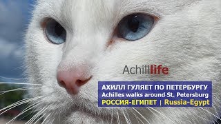 Achill Life: Russia - Egypt. Прогулки Ахилла и предсказание матча Россия-Египет (Achilles 19.06)