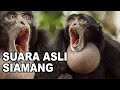 suara asli siamang kera gondok