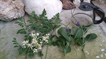 Cây Đuôi Chuột & lá Chùm Ngây, hỗ trợ phục hồi bệnh tiểu đường, hở van tim, huyết áp cực tốt.