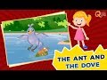 Animated Stories Collection | The Ant and The Dove | Quixot Kids