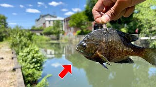 I Fished LIVE BAIT in a TINY Urban Canal... (SHOCKING UNDERWATER FOOTAGE)