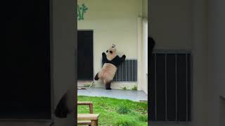 Perfect Body Curves of Giant Panda Yu Ai