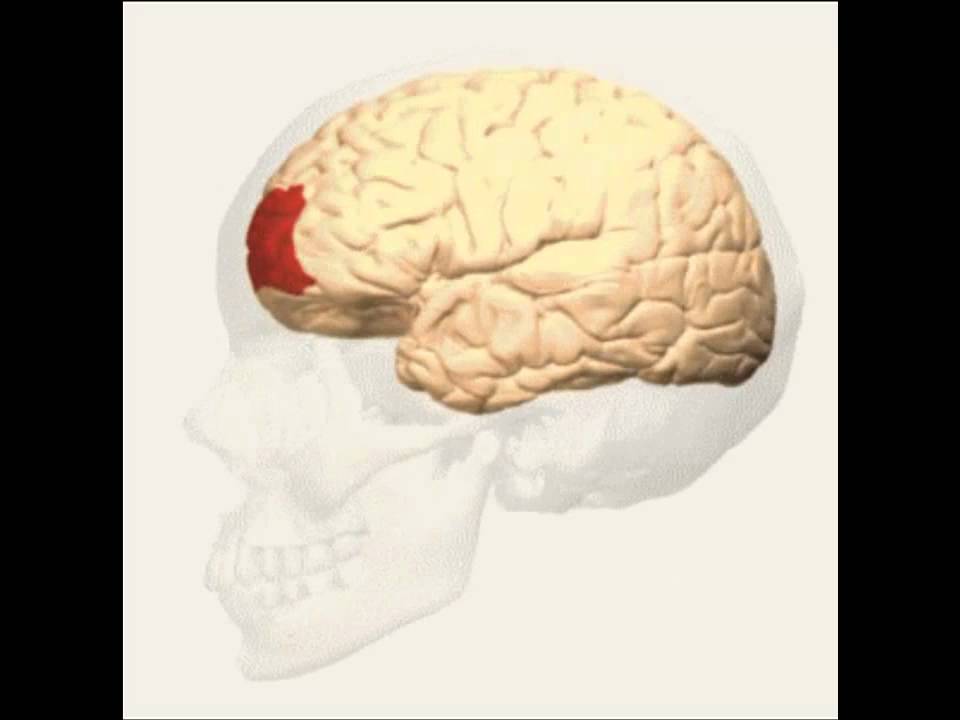 Brodmann Area 10 - YouTube