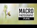 MACRO PHOTOGRAPHY | Orchids - VICTORIA HILLMAN