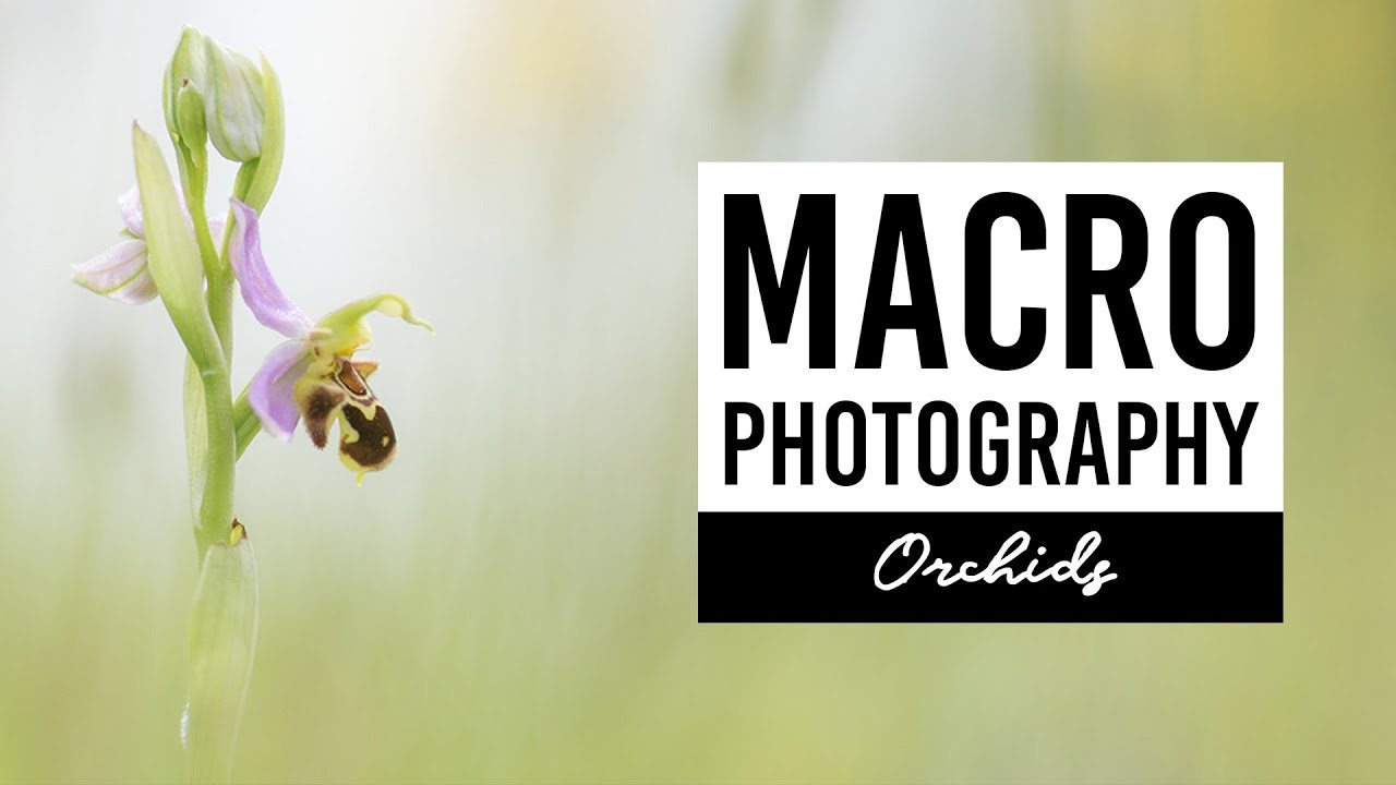 MACRO PHOTOGRAPHY | Orchids - VICTORIA HILLMAN