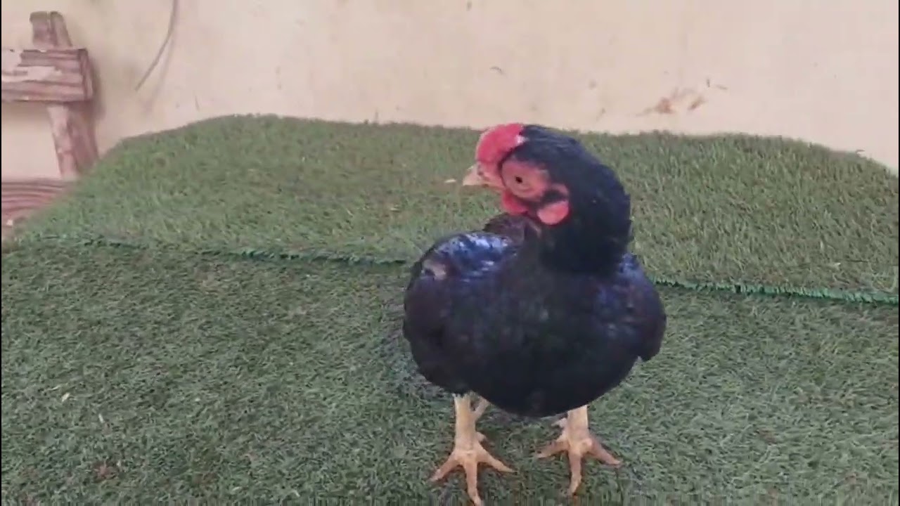 Plantel de mini cornish.🤩👌🏻