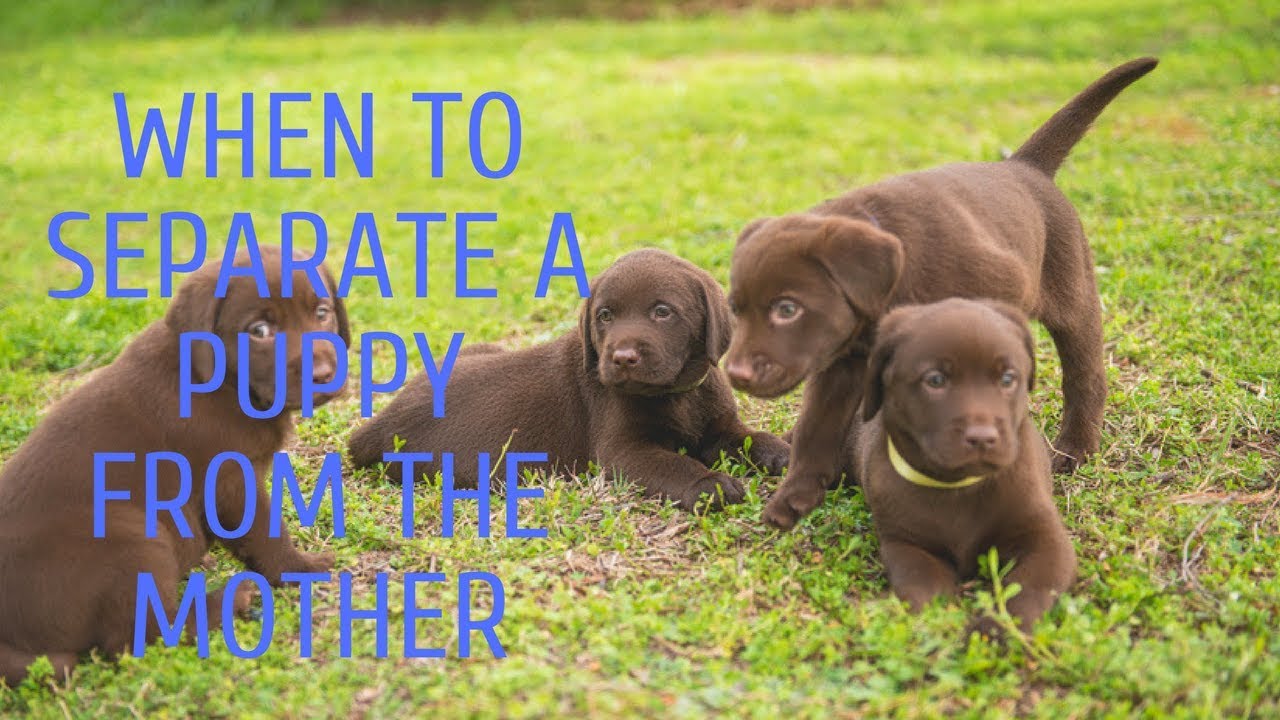 When To Separate A Puppy From The Mother