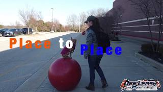 Roo | 6 Year Old Miniature Pinscher/Itailian Greyhound Mix | Off Leash Obedience | E-Collar Training