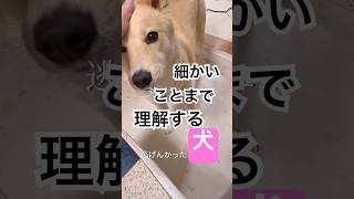 細かいことまで聞き取る犬#シャンプー嫌い#犬のいる暮らし#保護犬と暮らす 保護犬と暮らす
