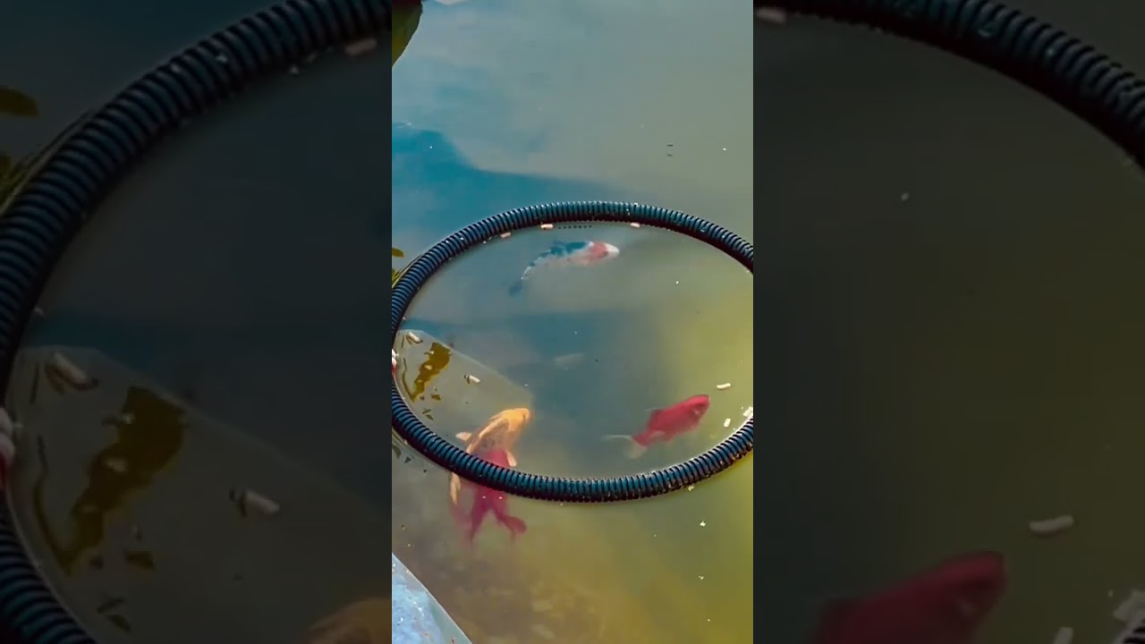 Koi feeding.  
