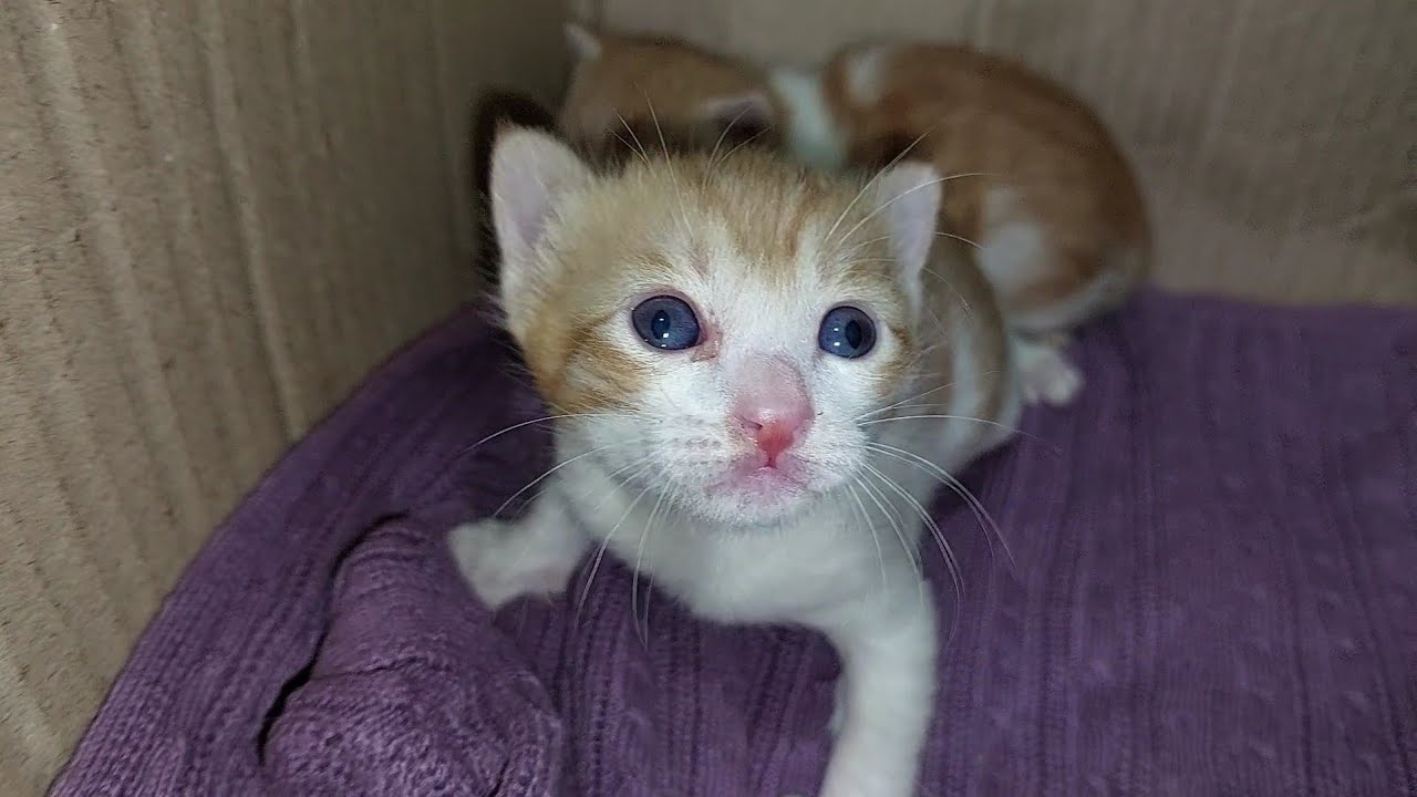 Mother Cat Bringing Food To Share With Her Kittens But They're Not Allowed To Eat