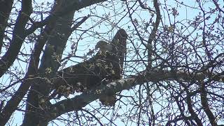 MAJESTIC Bald Eagle East Side Of Yard with SLOW MOTION TAKE OFF