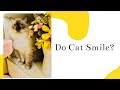 Smiling Cat