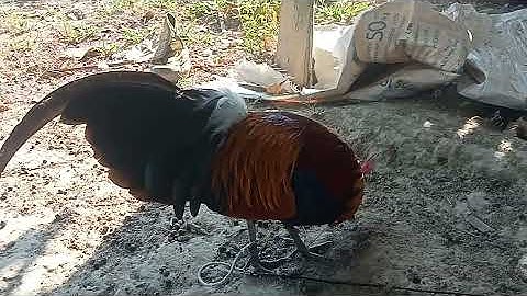 Saib qaib dib ua si nawb