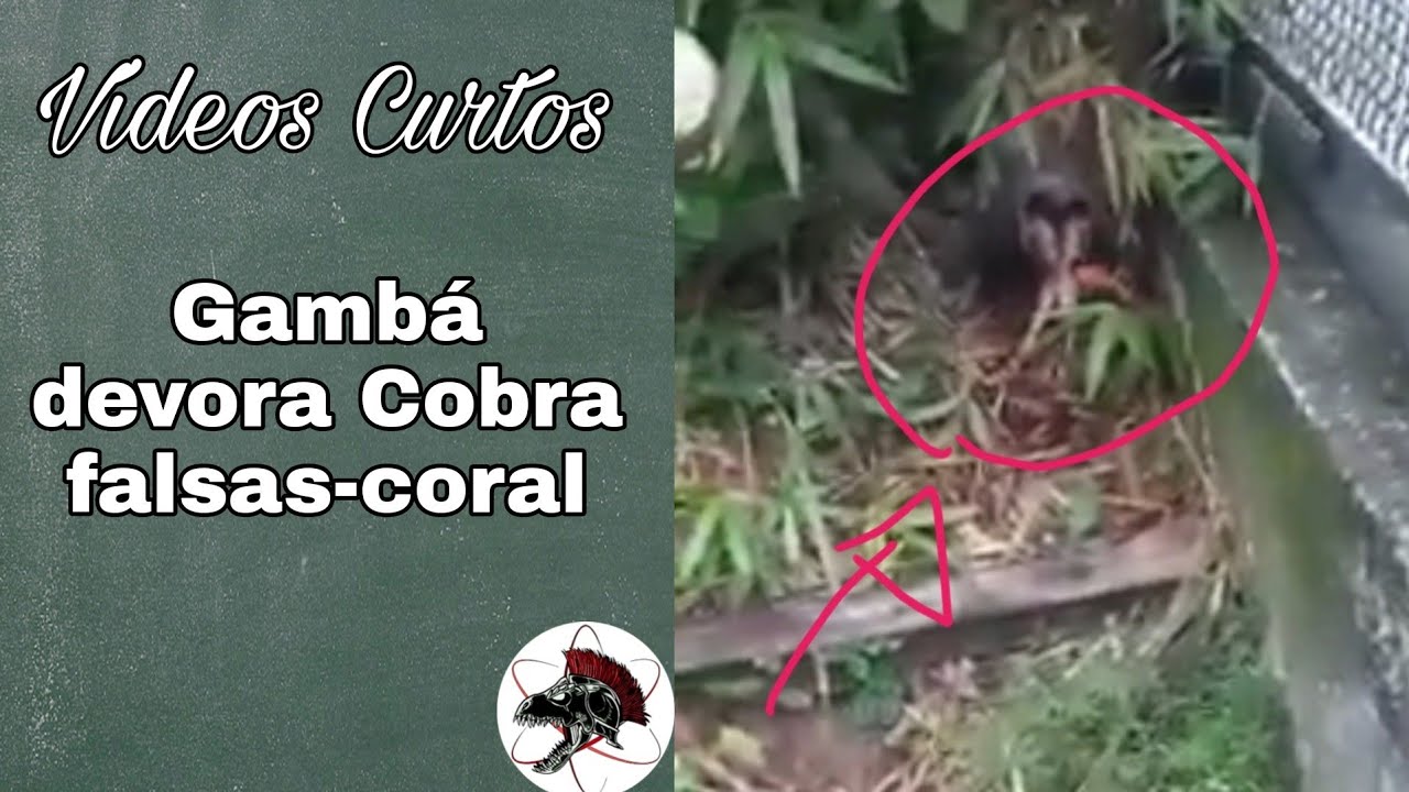 Gambá devora Cobra Coral falsa | Shorts