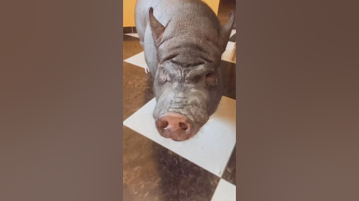 Свинья напала на меня из-за куска СЫРА ШОК 😱😱😱😱😱