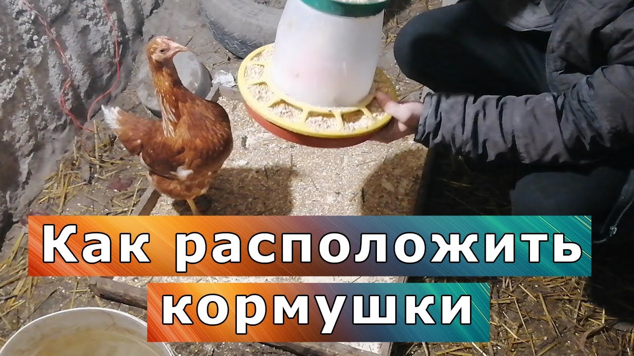 Подвесить кормушку для кур или оставить на полу?Где потери корма меньше ...