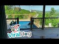 Black Bears Drop by for a Pool Party || ViralHog