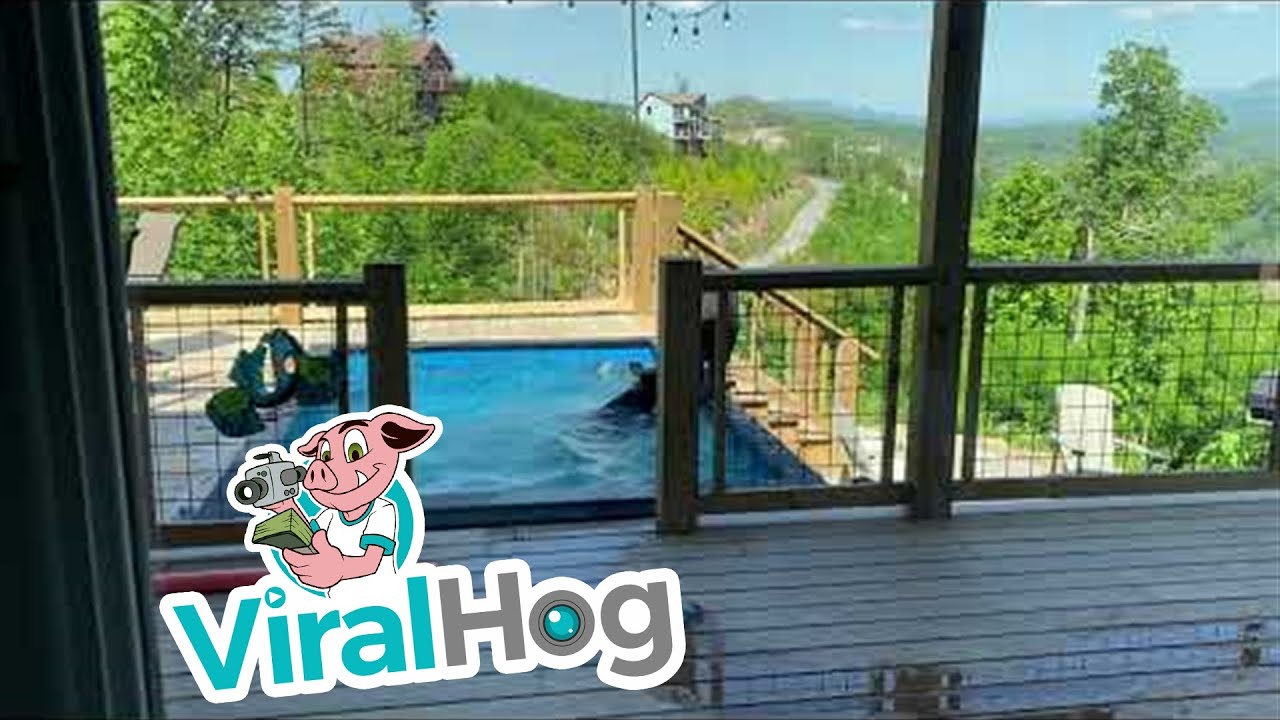 Black Bears Drop by for a Pool Party || ViralHog - YouTube